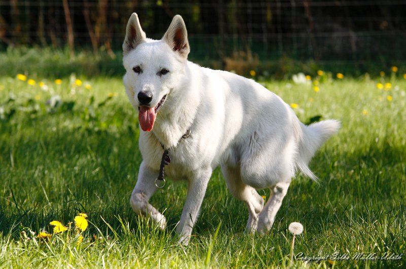 Carlos a.jpg - Karlos